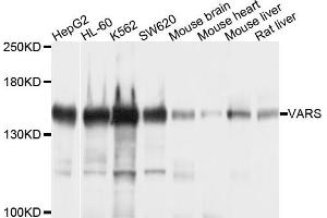 Western blot analysis of extracts of various cells, using VARS antibody. (VARS 抗体)