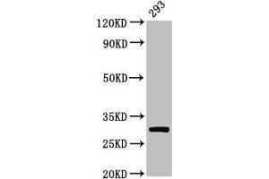Western Blot Positive WB detected in: 293 whole cell lysate All lanes: RPA2 antibody at 2 μg/mL Secondary Goat polyclonal to rabbit IgG at 1/50000 dilution Predicted band size: 30, 31, 39 kDa Observed band size: 30 kDa (RPA2 抗体  (AA 1-267))