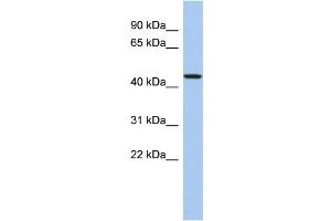 WB Suggested Anti-PDCD7 Antibody Titration: 0. (PDCD7 抗体  (N-Term))