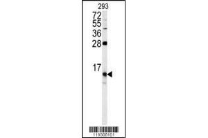 Western blot analysis of FKBP1B antibody in 293 cell line lysates (35ug/lane) (FKBP1B 抗体  (N-Term))
