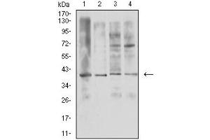 Western blot analysis using TNFSF11 mouse mAb against U937 (1), HL-60 (2), Raji (3), and Ramos (4) cell lysate. (RANKL 抗体  (AA 74-308))