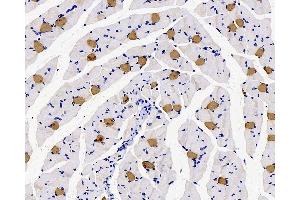 Immunohistochemistry analysis of paraffin-embedded rat muscle using MYL2 Polyclonal Antibody at dilution of 1:300.
