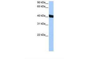 Image no. 1 for anti-Chitinase 3-Like 1 (Cartilage Glycoprotein-39) (CHI3L1) (AA 198-247) antibody (ABIN1493867) (CHI3L1 抗体  (AA 198-247))