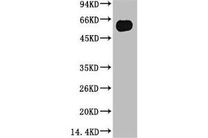 Western blot analysis of Zebrafish skeletal muscle, (Zebrafish Specific) diluted at 1:5000. (TUBB3 抗体)