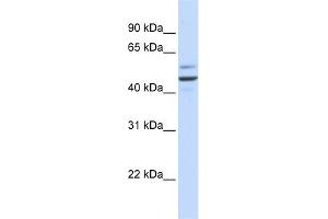 WB Suggested Anti-GOLM1 Antibody Titration: 0. (GOLM1 抗体  (N-Term))