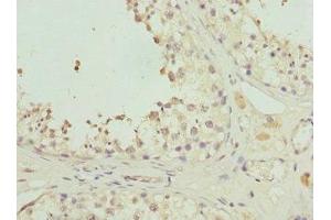 Immunohistochemistry of paraffin-embedded human testis tissue using ABIN7162350 at dilution of 1:100 (GPR68 抗体  (AA 276-365))