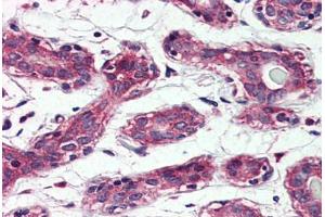 Anti-TAOK1 antibody  ABIN1049394 IHC staining of human breast. (TAO Kinase 1 (TAOK1) (Internal Region) 抗体)