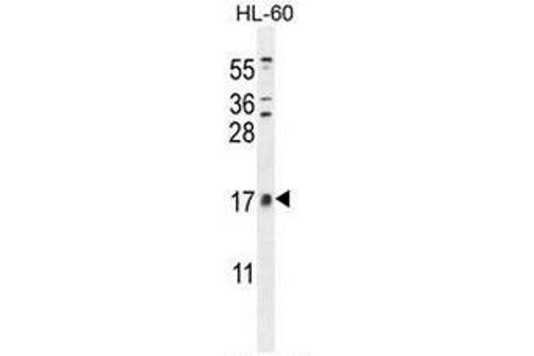 CNIH2 抗体  (N-Term)