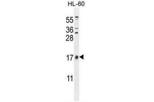 CNIH2 Antibody (N-term) western blot analysis in HL-60 cell line lysates (35µg/lane). (CNIH2 抗体  (N-Term))