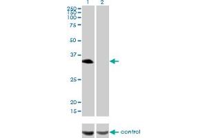 Western blot analysis of HLF over-expressed 293 cell line, cotransfected with HLF Validated Chimera RNAi (Lane 2) or non-transfected control (Lane 1). (HLF 抗体  (AA 1-295))