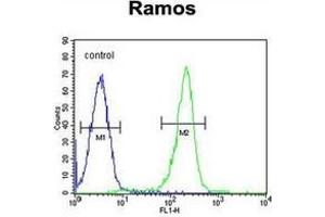 Flow cytometric analysis of Ramos cells using Kininogen-1 Antibody (N-term) Cat. (KNG1 抗体  (N-Term))