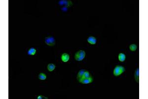 Immunofluorescence (IF) image for anti-Glyceraldehyde-3-Phosphate Dehydrogenase (GAPDH) (AA 3-335) antibody (ABIN7154138)