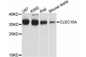Western blot analysis of extracts of various cell lines, using CLEC10A antibody. (CLEC10A 抗体)