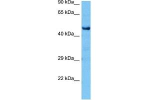 Host:  Mouse  Target Name:  CTBP1  Sample Tissue:  Mouse Brain  Antibody Dilution:  1ug/ml (CTBP1 抗体  (C-Term))