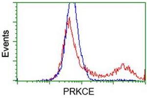 HEK293T cells transfected with either RC217702 overexpress plasmid (Red) or empty vector control plasmid (Blue) were immunostained by anti-PRKCE antibody (ABIN2454194), and then analyzed by flow cytometry. (PKC epsilon 抗体)