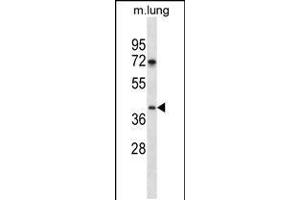 Western blot analysis in mouse lung tissue lysates (35ug/lane). (TPST1 抗体  (C-Term))