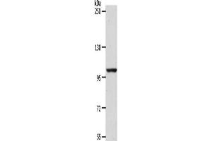 Gel: 8 % SDS-PAGE, Lysate: 40 μg, Lane: NIH/3T3 cells, Primary antibody: ABIN7189656(ADAMTS17 Antibody) at dilution 1/1200, Secondary antibody: Goat anti rabbit IgG at 1/8000 dilution, Exposure time: 1 hour (ADAMTS17 抗体)