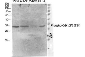 Western Blot (WB) analysis of specific cells using Phospho-Cdk1/2/3 (T14) Polyclonal Antibody. (CDK1/2/3 (pThr14) 抗体)