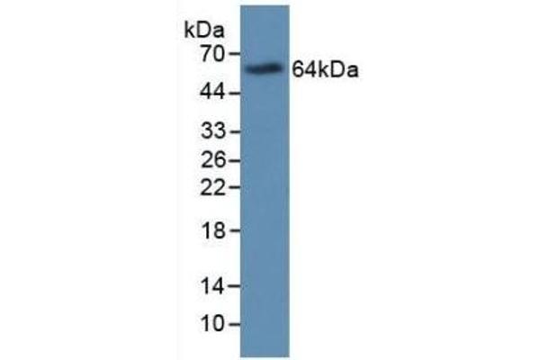 Major Basic Protein 抗体  (AA 105-222)