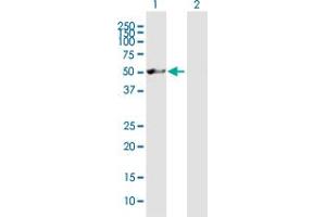 Western Blot analysis of NXN expression in transfected 293T cell line by NXN MaxPab polyclonal antibody. (NXN 抗体  (AA 1-435))