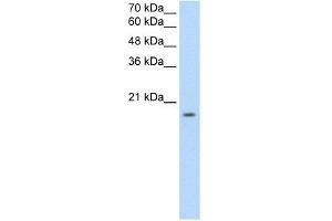 WB Suggested Anti-EDG8 Antibody Titration:  2. (S1PR5 抗体  (N-Term))