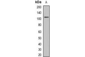 Western blot analysis of GLUR1 expression in rat kidney (A) whole cell lysates. (Glutamate Receptor 1 抗体  (C-Term))