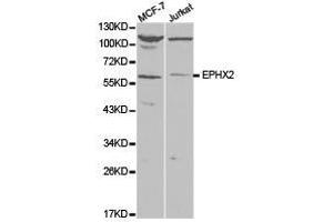 Western Blotting (WB) image for anti-Epoxide Hydrolase 2, Cytoplasmic (EPHX2) antibody (ABIN1872559) (EPHX2 抗体)