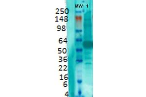 Western Blot analysis of Rat brain membrane lysate showing detection of VGLUT1 protein using Mouse Anti-VGLUT1 Monoclonal Antibody, Clone S28-9 . (SLC17A7 抗体  (AA 493-560) (HRP))