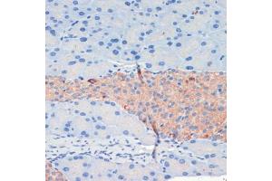 Immunohistochemistry (IHC) image for anti-Kinesin Family Member 5B (KIF5B) (AA 650-770) antibody (ABIN7268136)