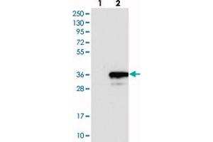 Western blot analysis of Lane 1: Negative control (vector only transfected HEK293T lysate), Lane 2: Over-expression Lysate (Co-expressed with a C-terminal myc-DDK tag (~3. (GINS4 抗体)
