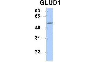Host:  Rabbit  Target Name:  NOP56  Sample Type:  Human Fetal Brain  Antibody Dilution:  1. (GLUD1 抗体  (N-Term))