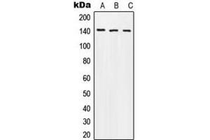 Western blot analysis of Beta Amyloid (pT743) expression in MCF7 colchicine-treated (A), mouse liver (B), PC12 (C) whole cell lysates.