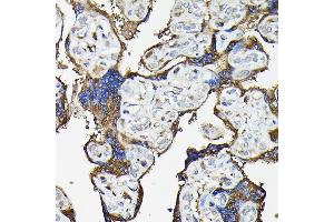 Immunohistochemistry of paraffin-embedded human placenta using FA Rabbit pAb (ABIN7267102) at dilution of 1:100 (40x lens). (FAM117A 抗体)