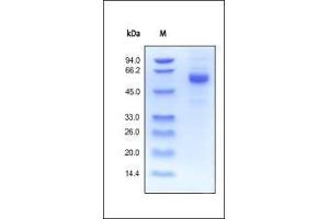 SDS-PAGE (SDS) image for Noggin (NOG) (AA 28-232) protein (Fc Tag) (ABIN2181545)