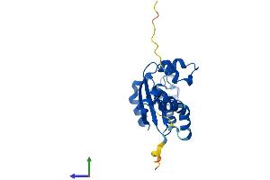 Protein Structure (PS) image for NME/NM23 Family Member 5 (NME5) (AA 1-212) protein (His tag) (ABIN7549709)