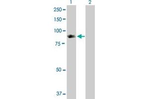 Western Blot analysis of SH2D3C expression in transfected 293T cell line by SH2D3C MaxPab polyclonal antibody. (SH2D3C 抗体  (AA 1-703))