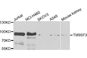Western blot analysis of extracts of various cells, using TM9SF3 antibody. (TM9SF3 抗体)