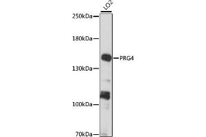 Western blot analysis of extracts of LO2 cells, using PRG4 antibody (ABIN7269722) at 1:1000 dilution. (Proteoglycan 4 抗体  (AA 1264-1363))