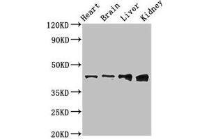 Western Blot Positive WB detected in: Rat heart tissue, Mouse brain tissue, Mouse liver tissue, Mouse kidney tissue All lanes: RUNX3 antibody at 3 μg/mL Secondary Goat polyclonal to rabbit IgG at 1/50000 dilution Predicted band size: 45, 46 kDa Observed band size: 45 kDa (RUNX3 抗体  (AA 1-415))