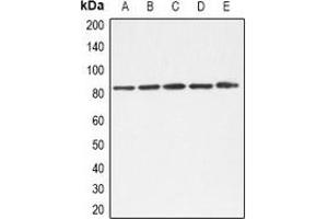 Western blot analysis of TLE1/2/3/4 expression in A549 (A), K562 (B), Hela (C), NIH3T3 (D), mouse liver (E) whole cell lysates. (TLE1/2/3/4 (C-Term) 抗体)