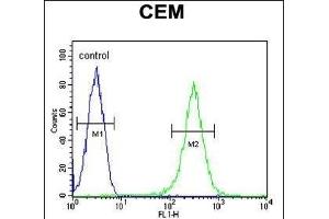 INB Antibody (C-term) (ABIN654447 and ABIN2844181) flow cytometric analysis of CEM cells (right histogram) compared to a negative control cell (left histogram). (INPP5B 抗体  (C-Term))