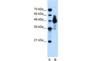 WB Suggested Anti-ENO1 Antibody Titration:  0. (ENO1 抗体  (Middle Region))