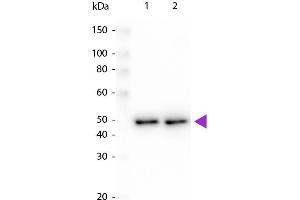 Western blot of Peroxidase conjugated Rabbit Anti-DYKDDDDK same epitope as Sigma's Anti-FLAG antibody. (DYKDDDDK Tag 抗体  (HRP))
