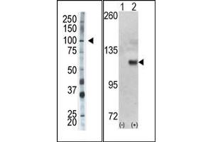 Image no. 1 for anti-Hexokinase 1 (HK1) (N-Term) antibody (ABIN360644) (Hexokinase 1 抗体  (N-Term))