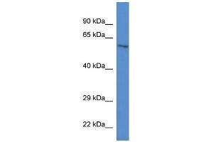 WB Suggested Anti-Zkscan1 Antibody   Titration: 1. (ZKSCAN1 抗体  (C-Term))