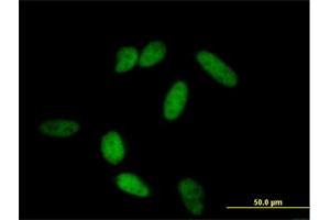 Immunofluorescence (IF) image for anti-POU Domain, Class 2, Transcription Factor 1 (POU2F1) (AA 1-743) antibody (ABIN948287)