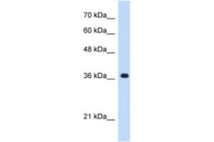 Western Blotting (WB) image for anti-Chromosome 19 Open Reading Frame 47 (C19orf47) antibody (ABIN2463184) (C19orf47 抗体)