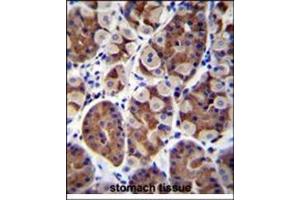 Immunohistochemistry analysis in Formalin Fixed, Paraffin Embedded Human stomach tissue stained with SH2D4B Antibody (C-term) followed by peroxidase conjugation of the secondary antibody and DAB staining. (SH2D4B 抗体  (C-Term))