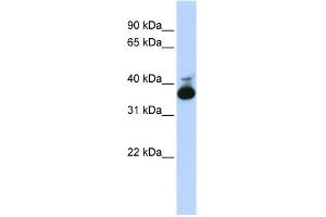 WB Suggested Anti-ALDOB Antibody Titration:  0. (ALDOB 抗体  (Middle Region))