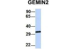 Host:  Rabbit  Target Name:  GEMIN2  Sample Type:  Human MCF7  Antibody Dilution:  1. (SIP1 抗体  (Middle Region))
